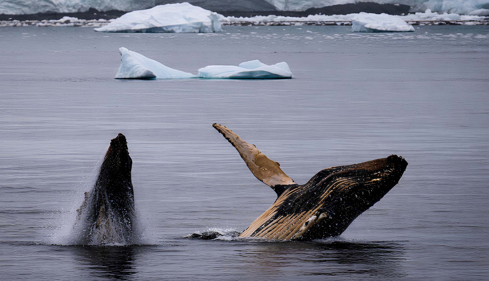 Humpback Whales - Scenic Cruising in Antarctica on Borealis, February 2026
