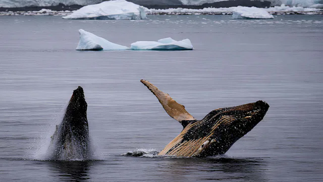 Humpback Whales - Scenic Cruising in Antarctica on Borealis, February 2026
