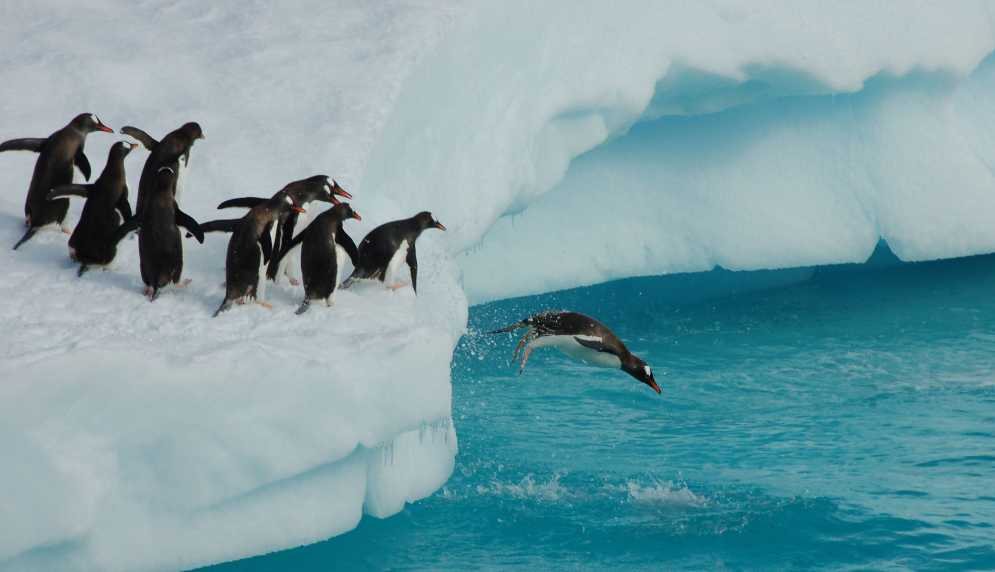 Antarctica - Penguins diving into the icy waters off a glacier