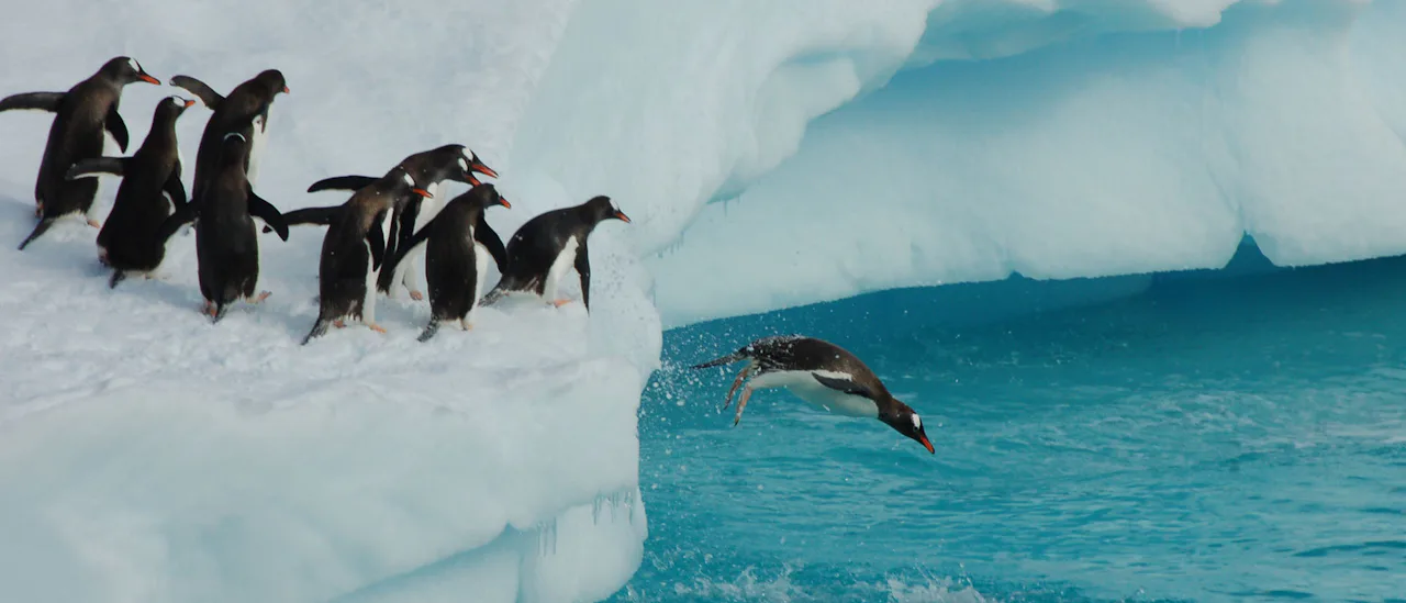 Antarctica - Penguins diving into the icy waters off a glacier