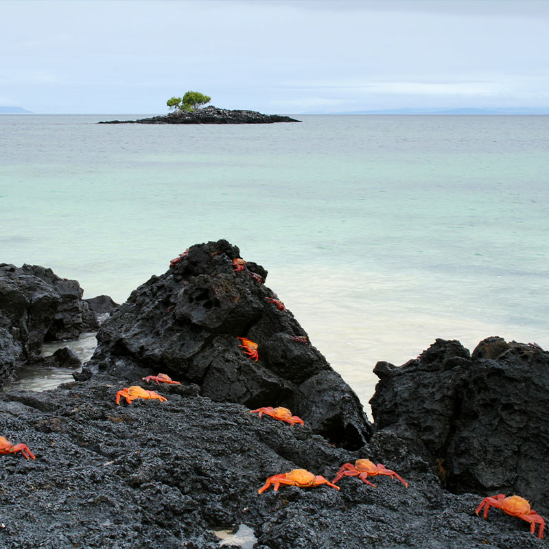Sally Lightfoot Crabs Galapagos Islands