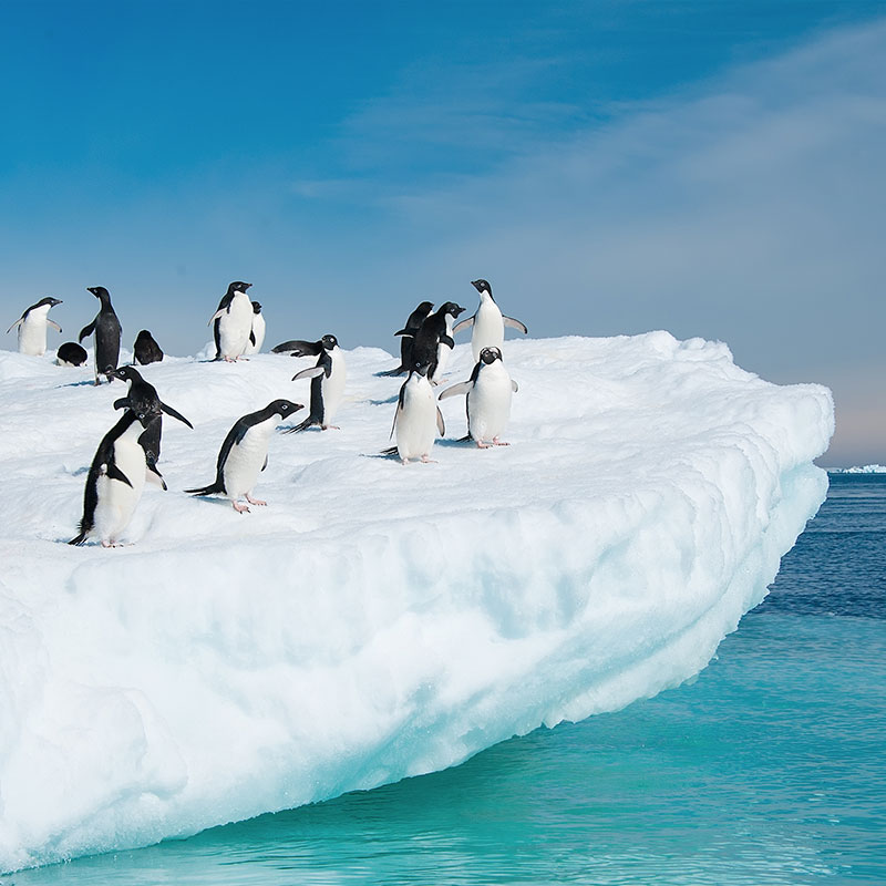 Penguins in Antarctica