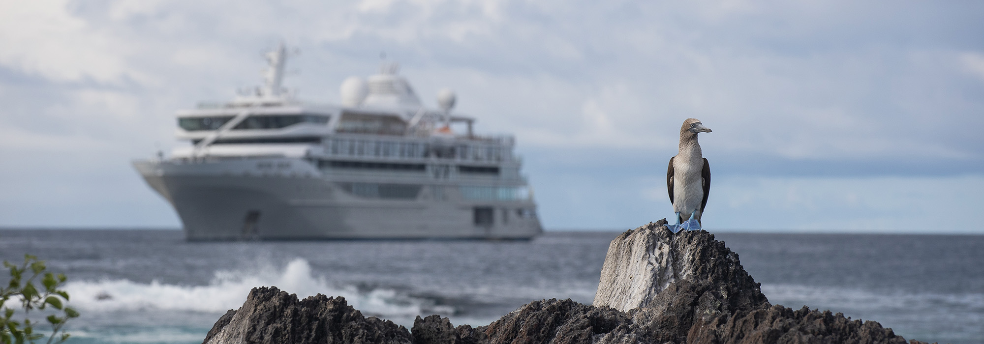 Silversea Silver Origin Galapagos with a Blue-Footed Booby