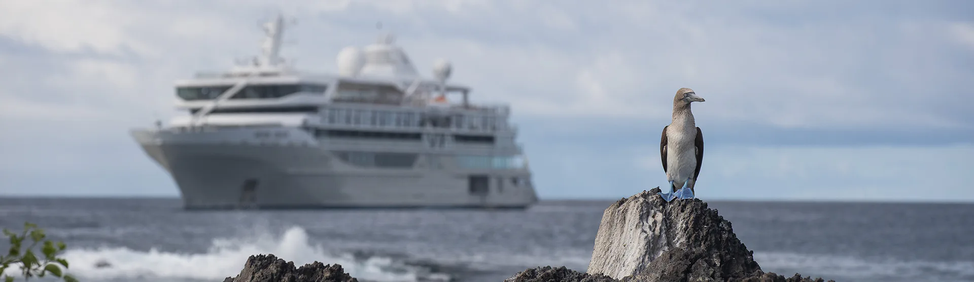 Silversea Silver Origin Galapagos with a Blue-Footed Booby