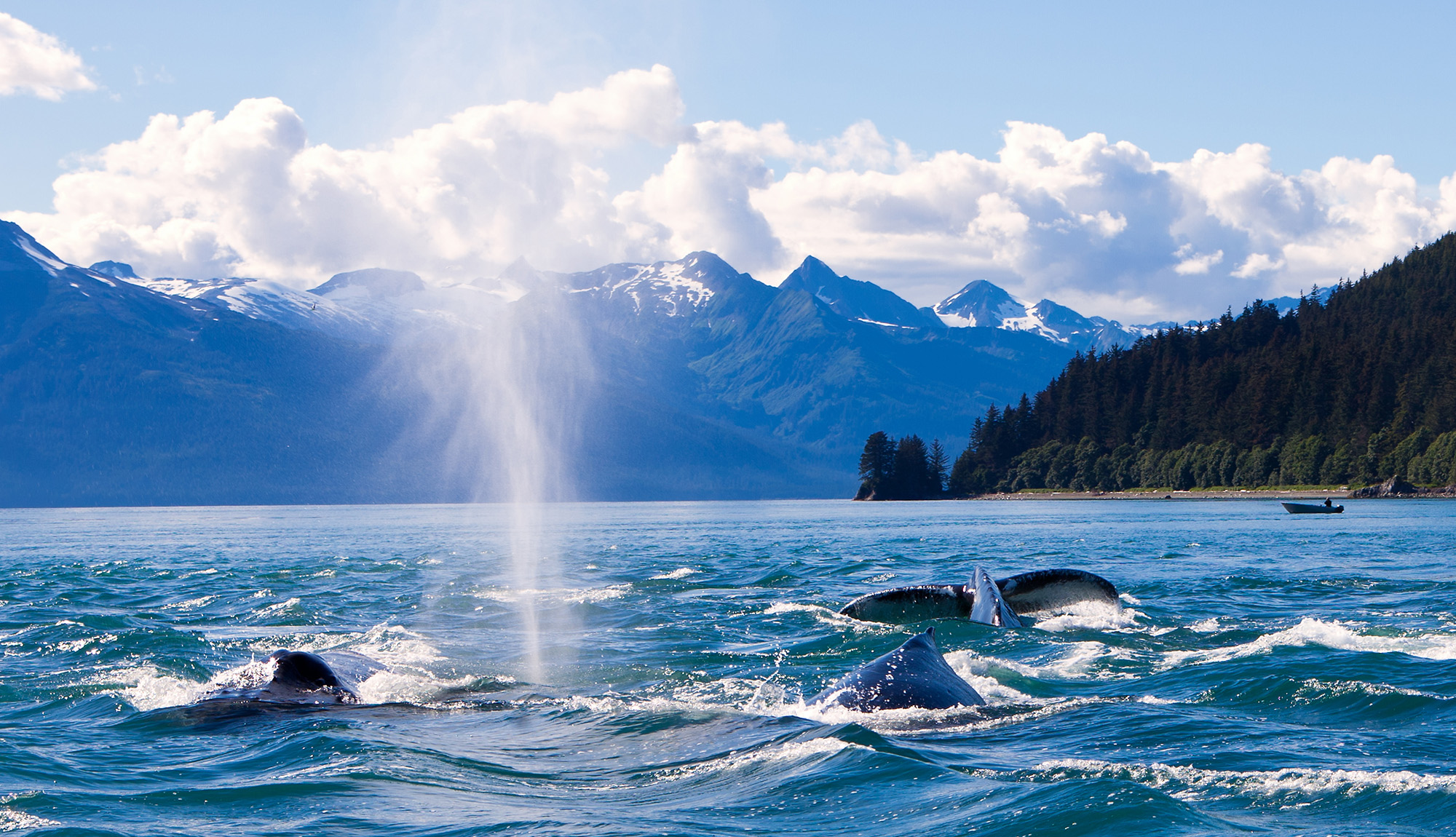 Humpback whales breaching in Juneau, Alaska