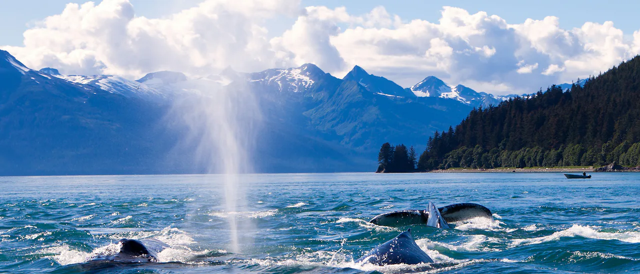 Humpback Whales in Juneau