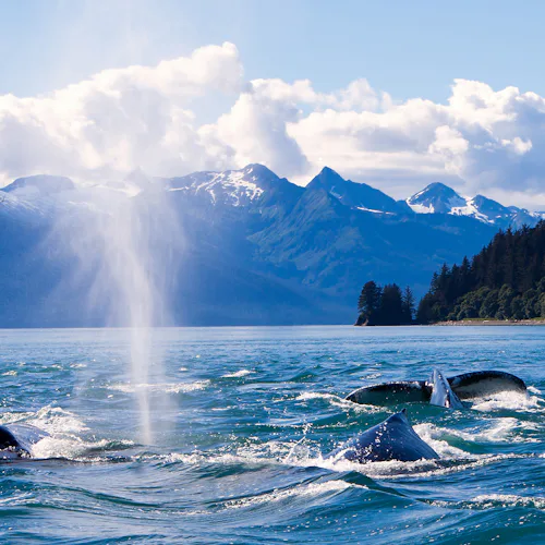 Humpback whales breaching in Juneau, Alaska