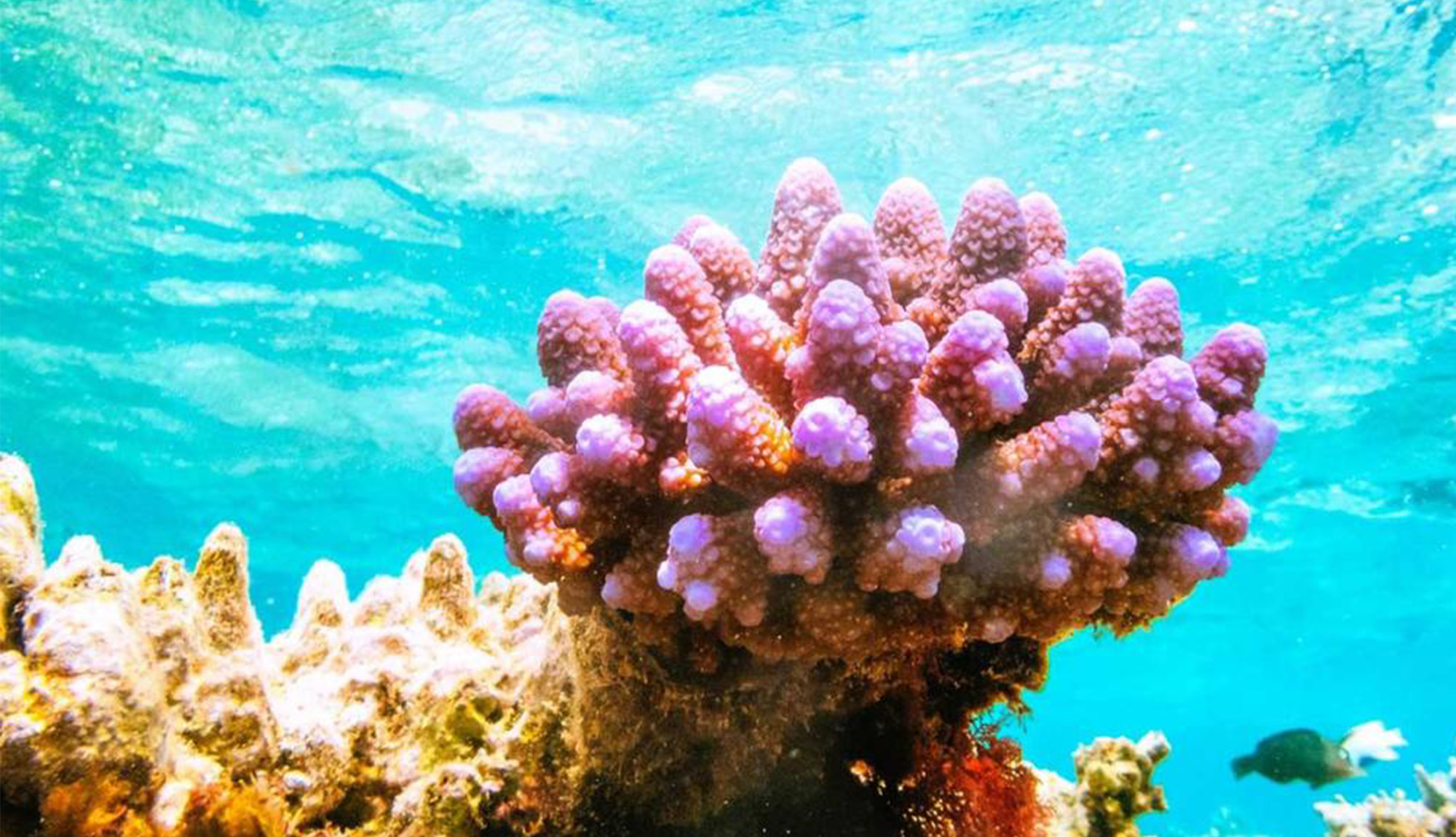 Coral in the Great Barrier Reef