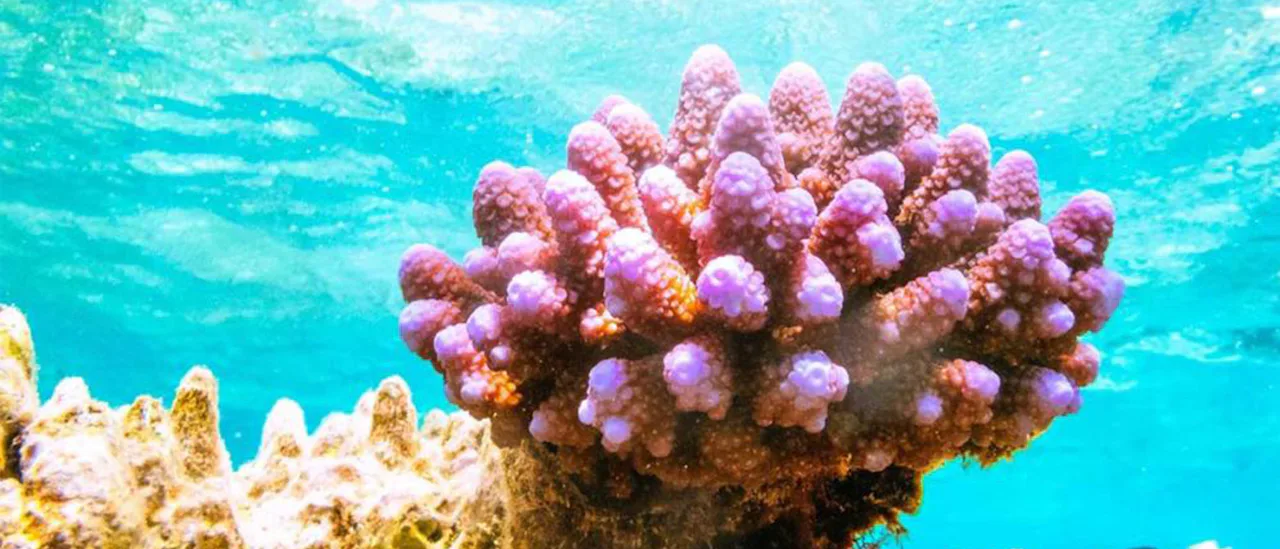 Coral in the Great Barrier Reef