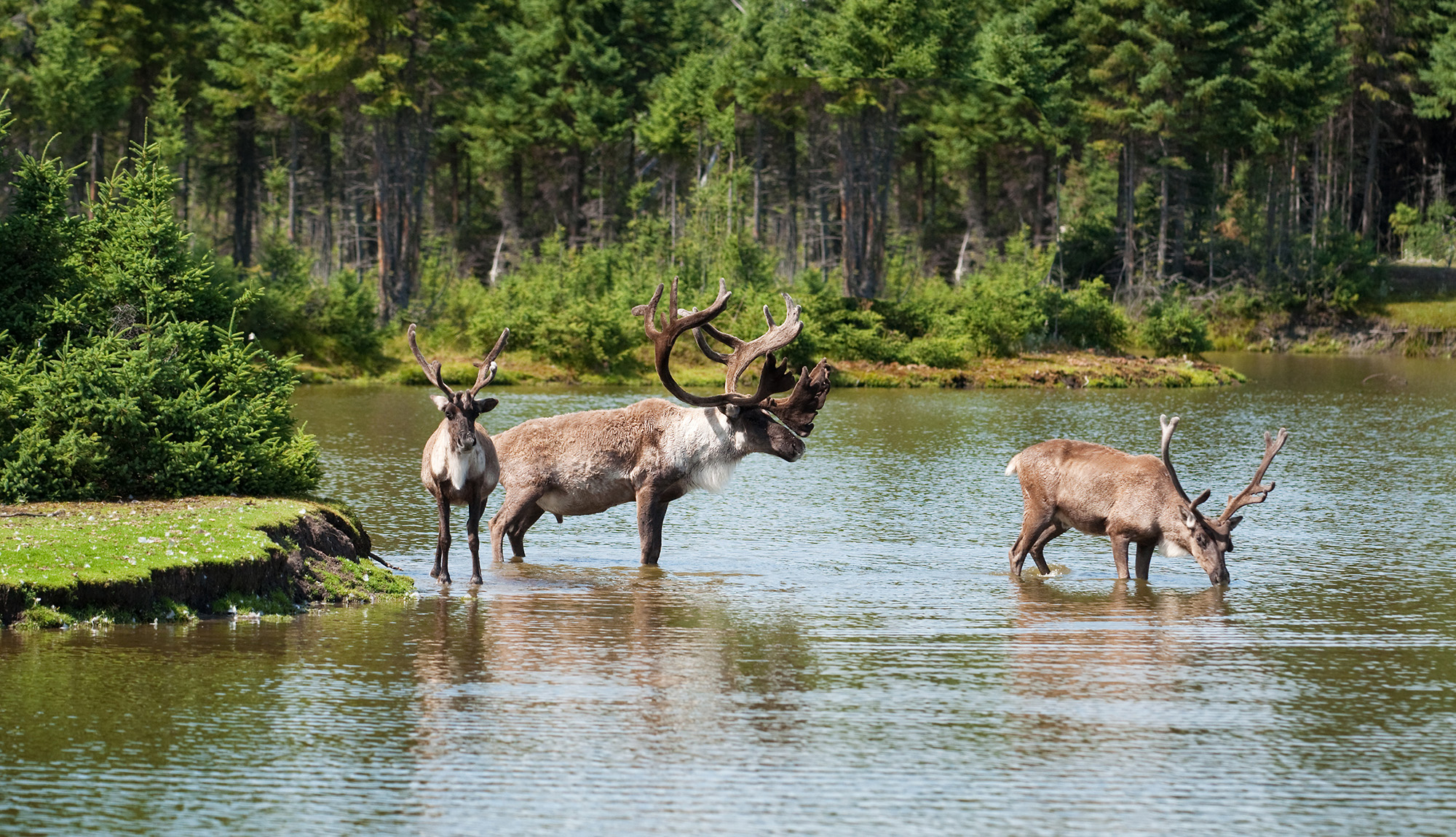 Caribou by river, Saguenay, Canada