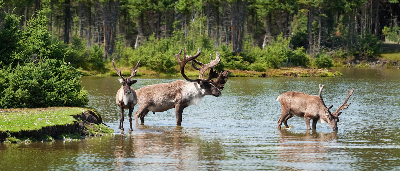 Caribou by river, Saguenay, Canada