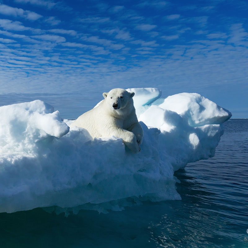 Svalbard Arctic Polar Bear