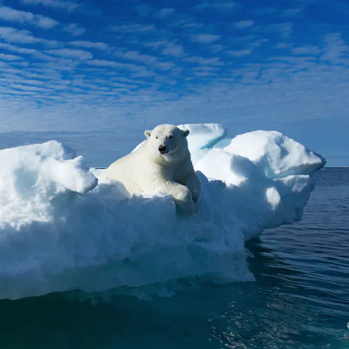 Svalbard Arctic Polar Bear
