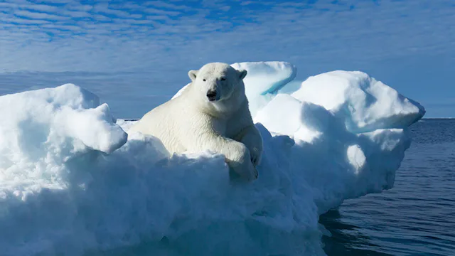 Svalbard Arctic Polar Bear