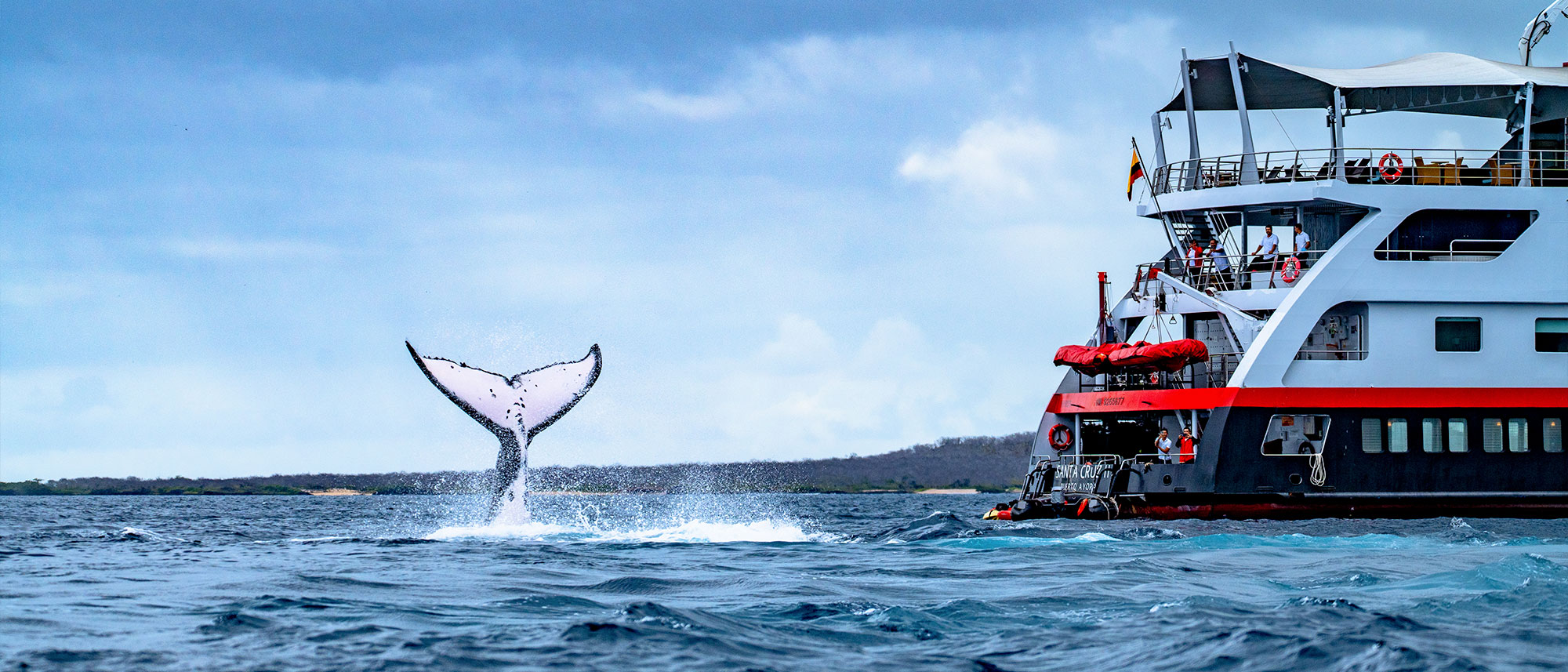 A whale breaching by the ship in the Galapagos Islands