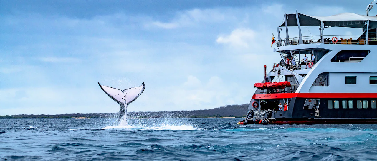 A whale breaching by the ship in the Galapagos Islands