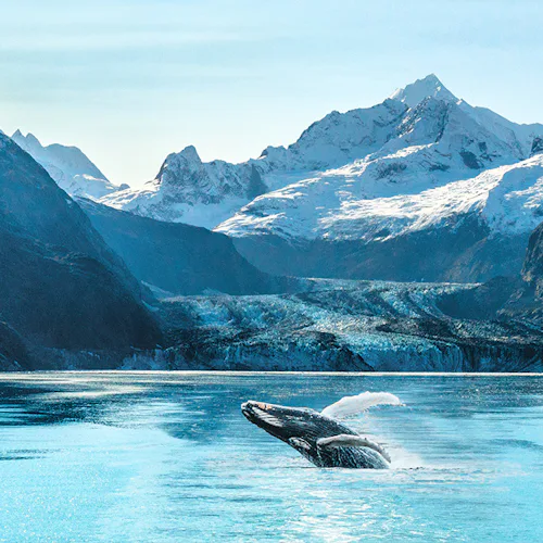 Discover the majesty of the Alaskan wilderness