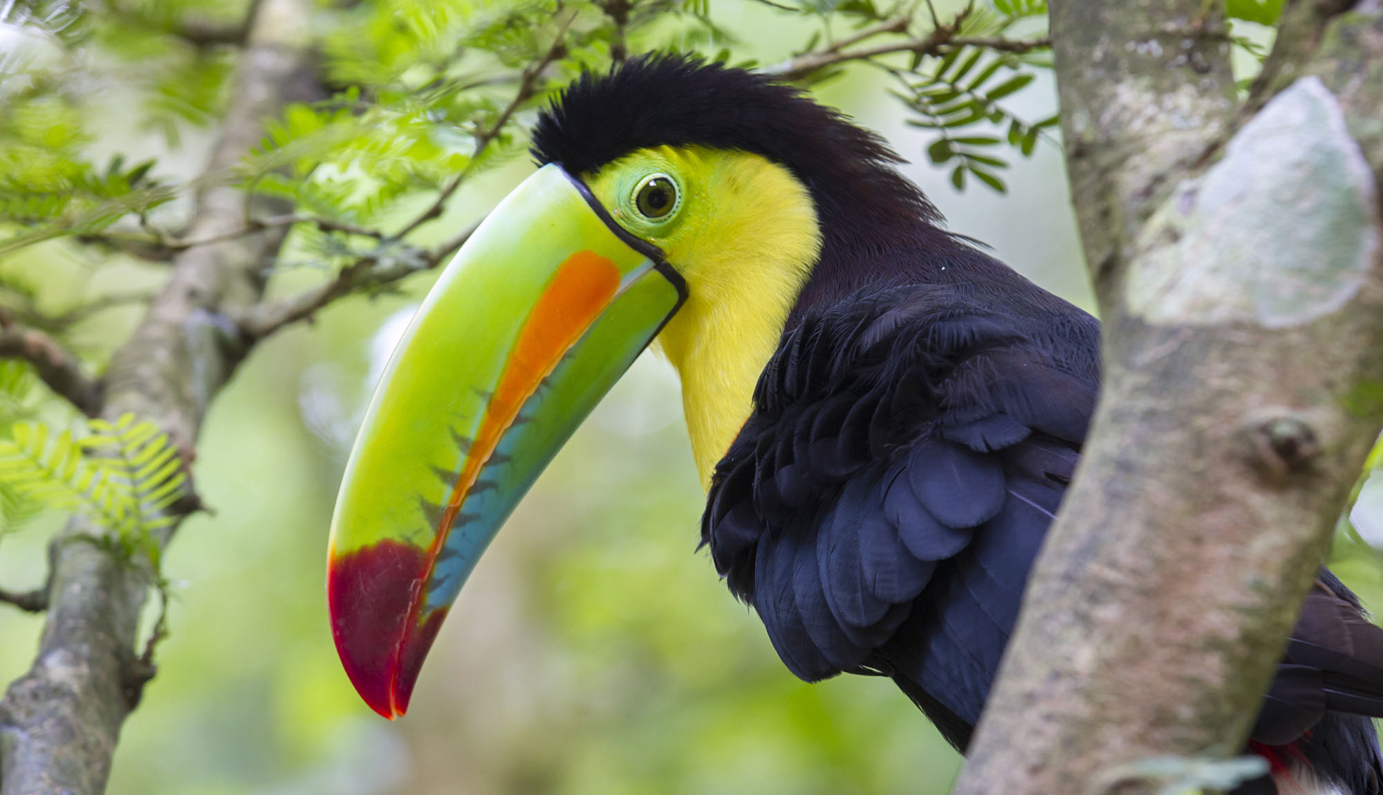 Central American & Amazon Basin cruises offer the opportunity to see incredible biodiversity and wildlife - including the stunning Toucans