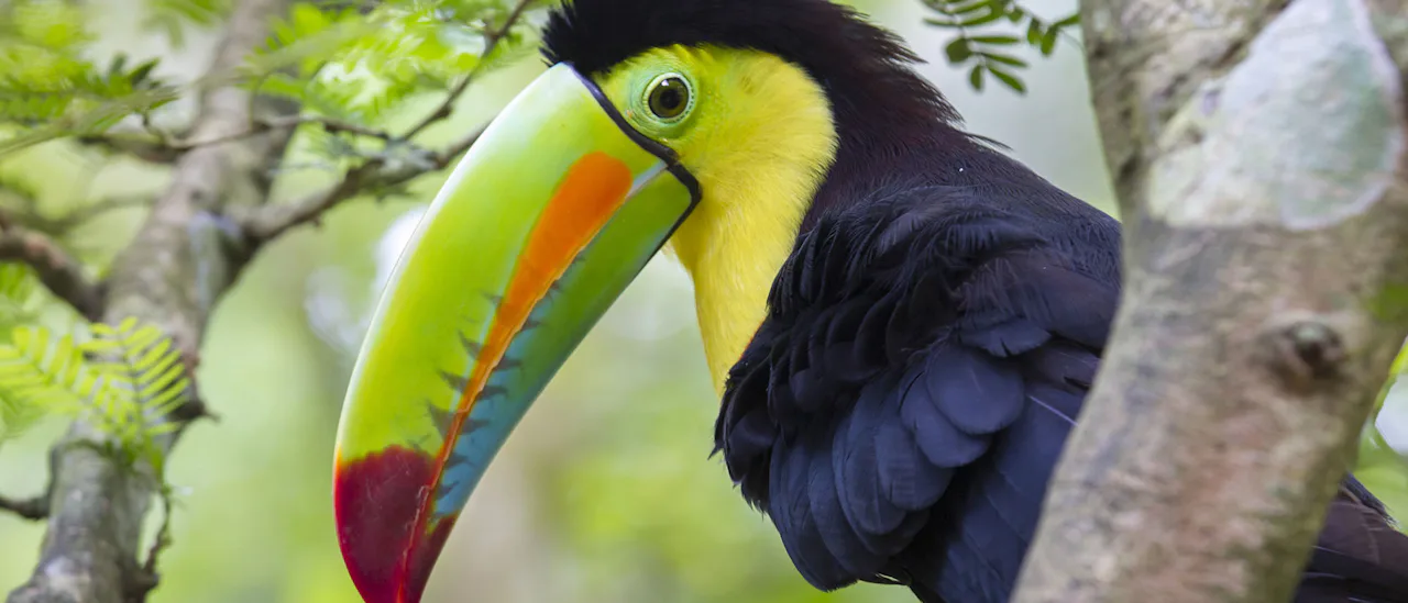 Central American & Amazon Basin cruises offer the opportunity to see incredible biodiversity and wildlife - including the stunning Toucans