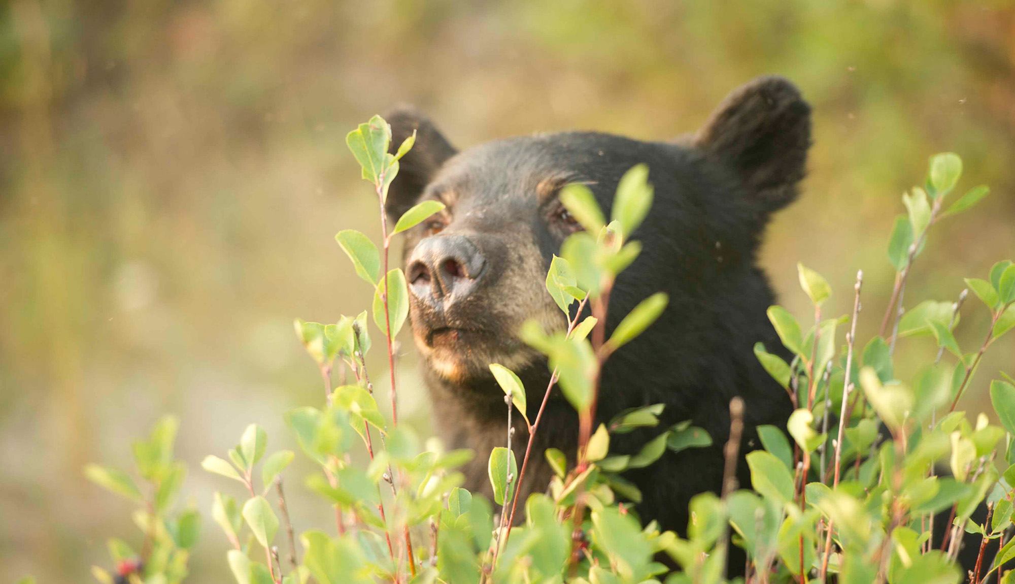 Spy incredible wildlife from your window, such as the iconic Grizzly Bear