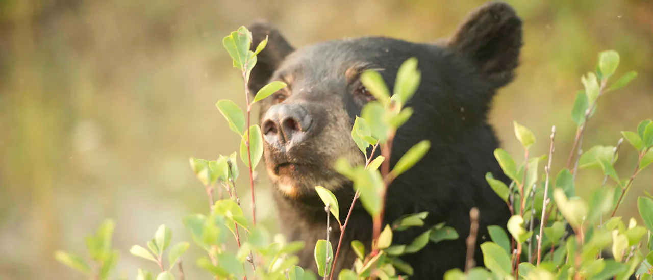 Spy incredible wildlife from your window, such as the iconic Grizzly Bear