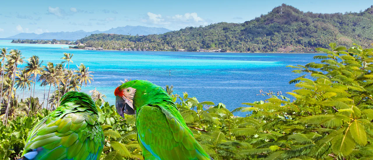 Tropical scenes in Polynesia, with wildlife such as Green Parrots