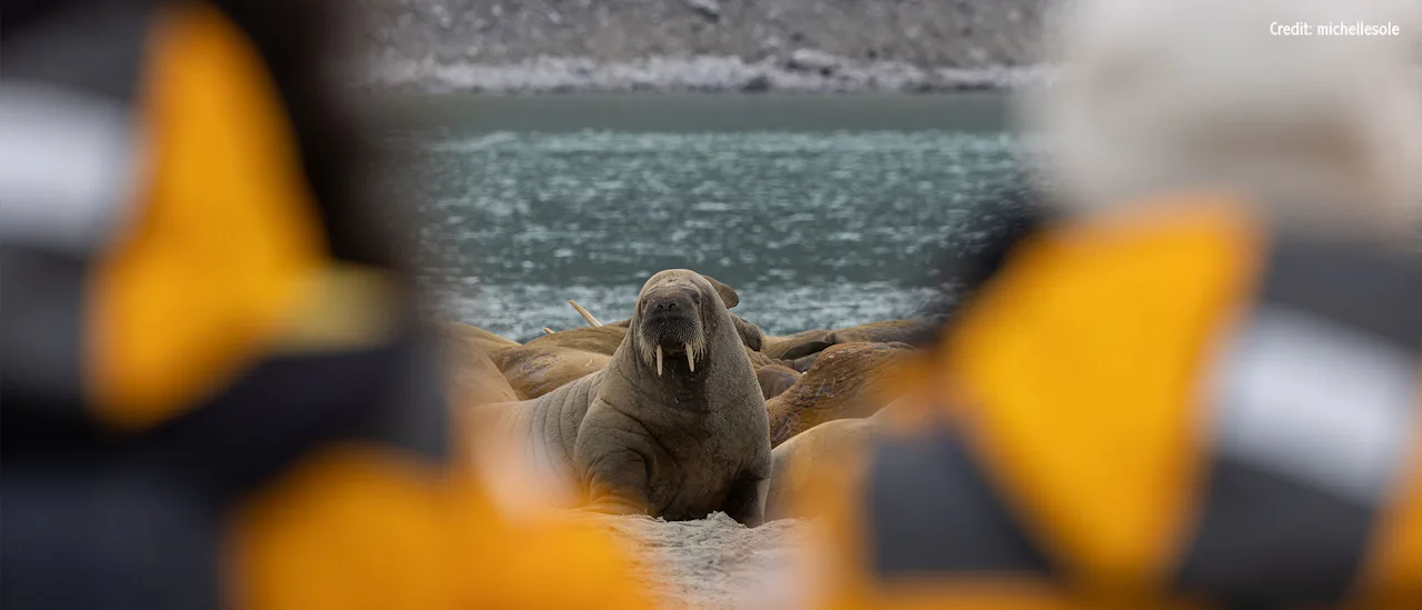 Guests photographing wildlife in Svalbard