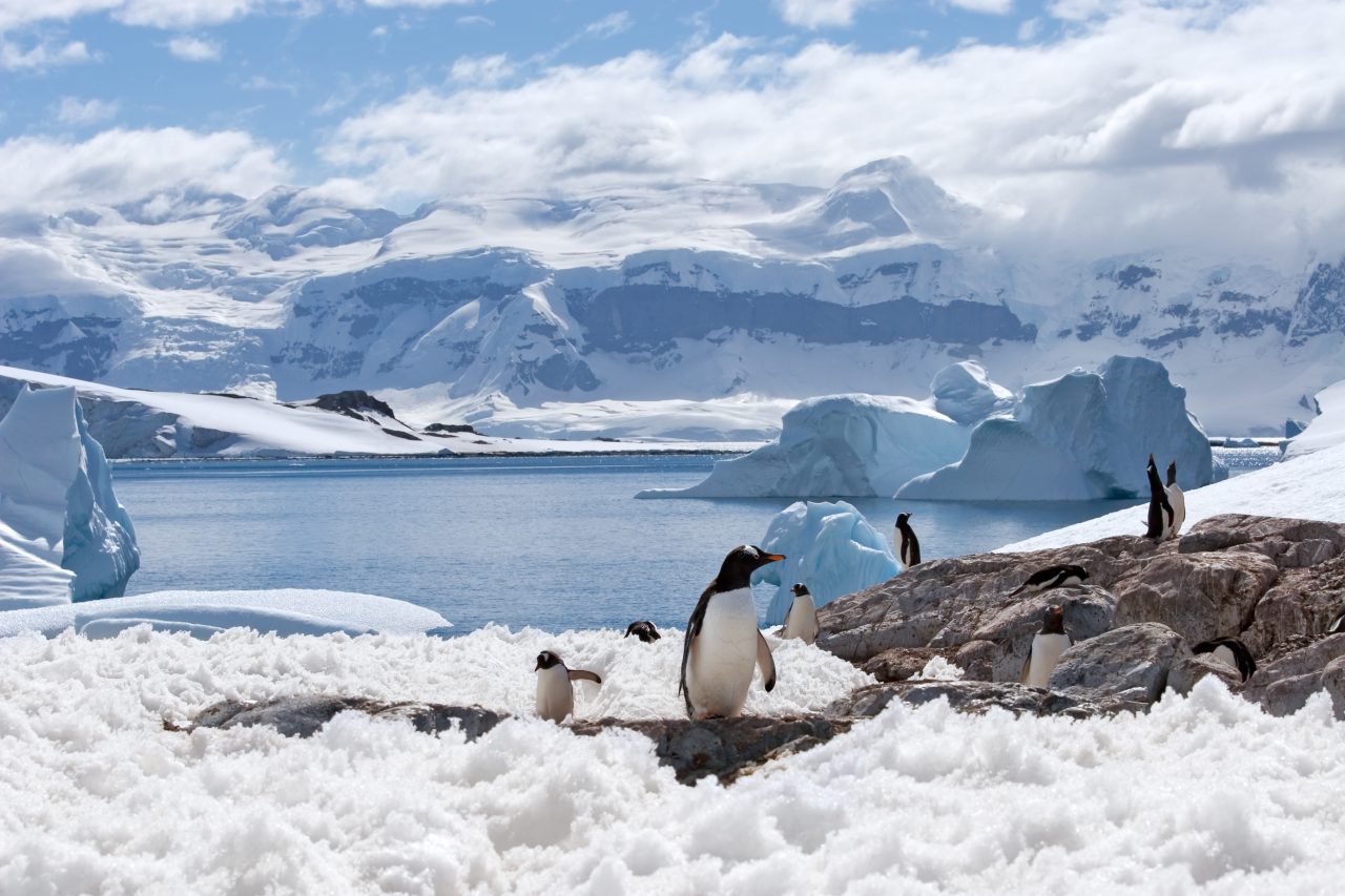 Gentoo Penguins in Antarctica