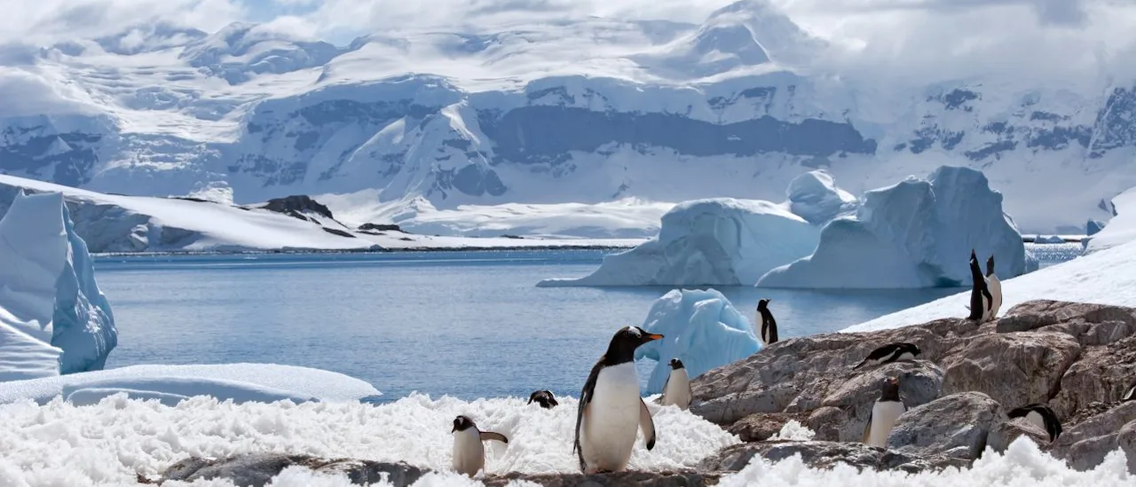 Gentoo Penguins in Antarctica
