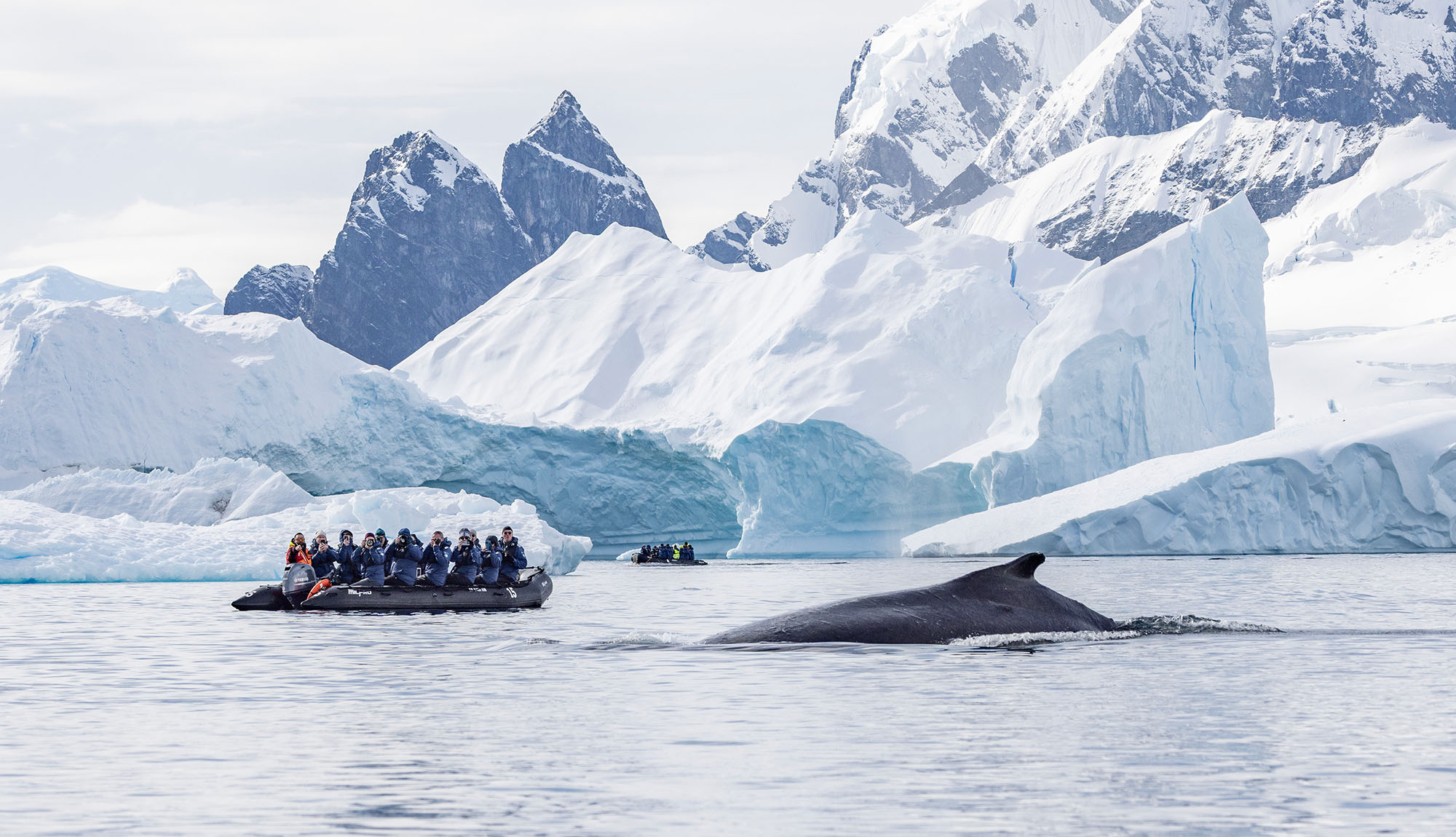 An HX zodiac tour in Antarctica experiences a whale breaching nearby