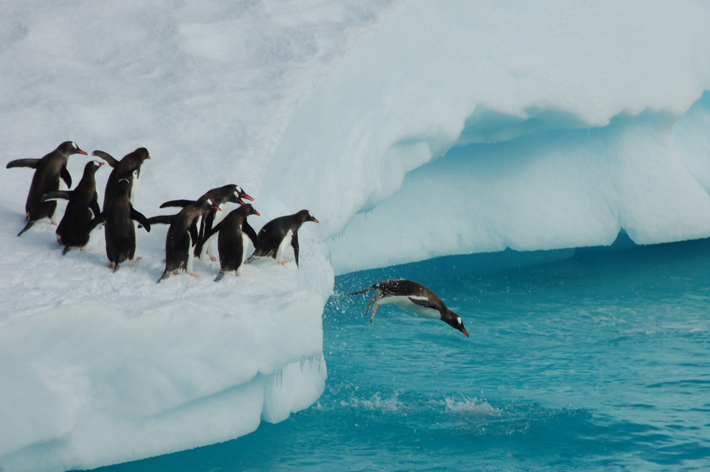 Penguins diving off the ice into the sea in Antarctica
