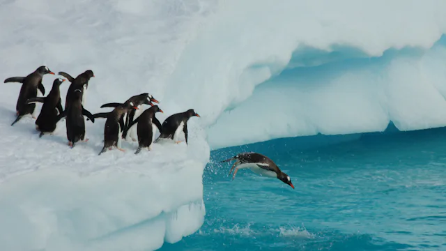 Penguins diving off the ice into the sea in Antarctica