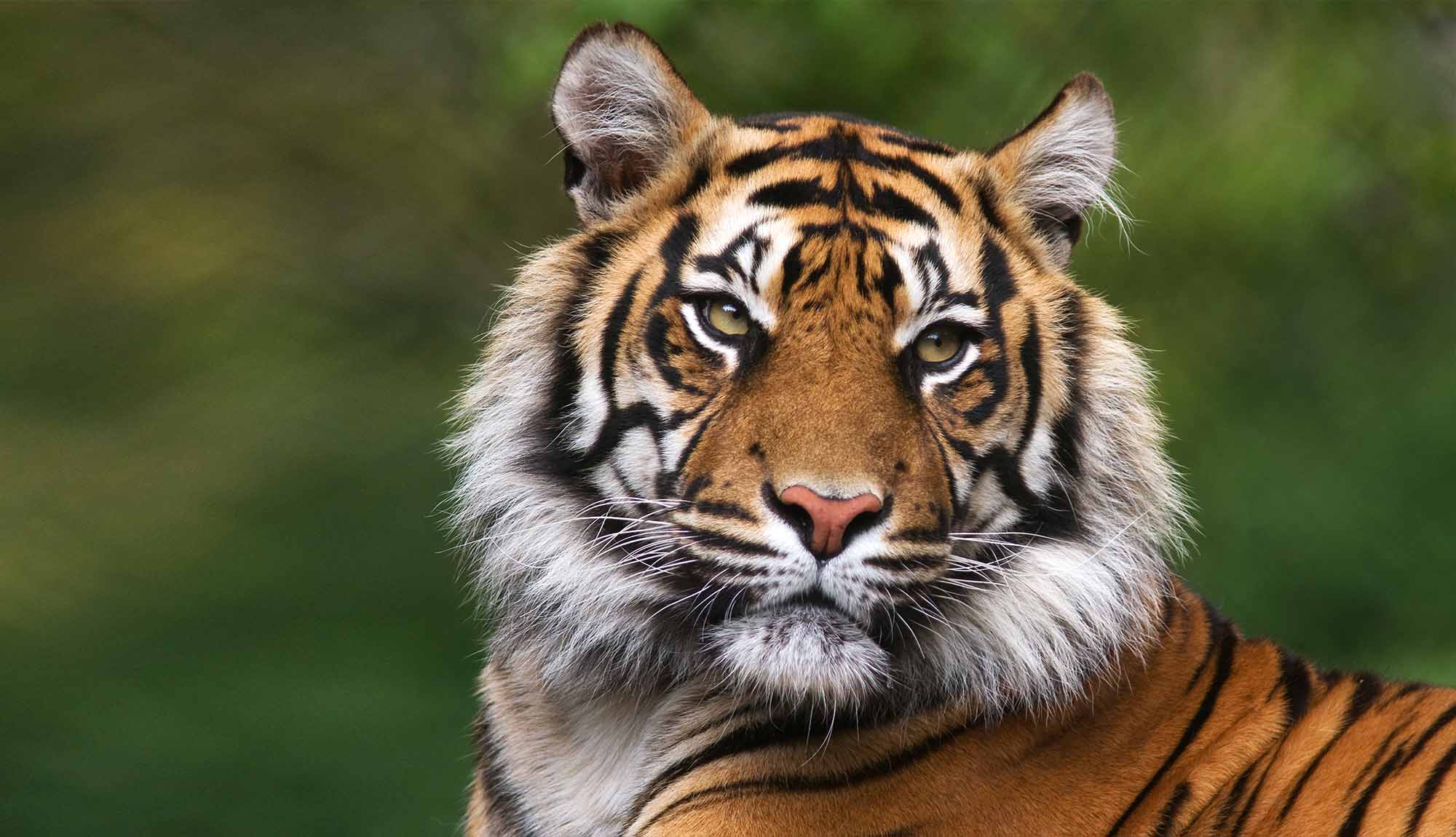 Catch a glimpse of the Bengal Tiger at Ranthambore National Park