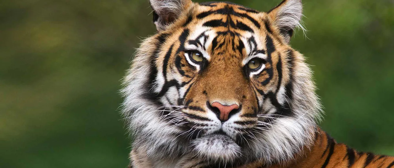 Catch a glimpse of the Bengal Tiger at Ranthambore National Park