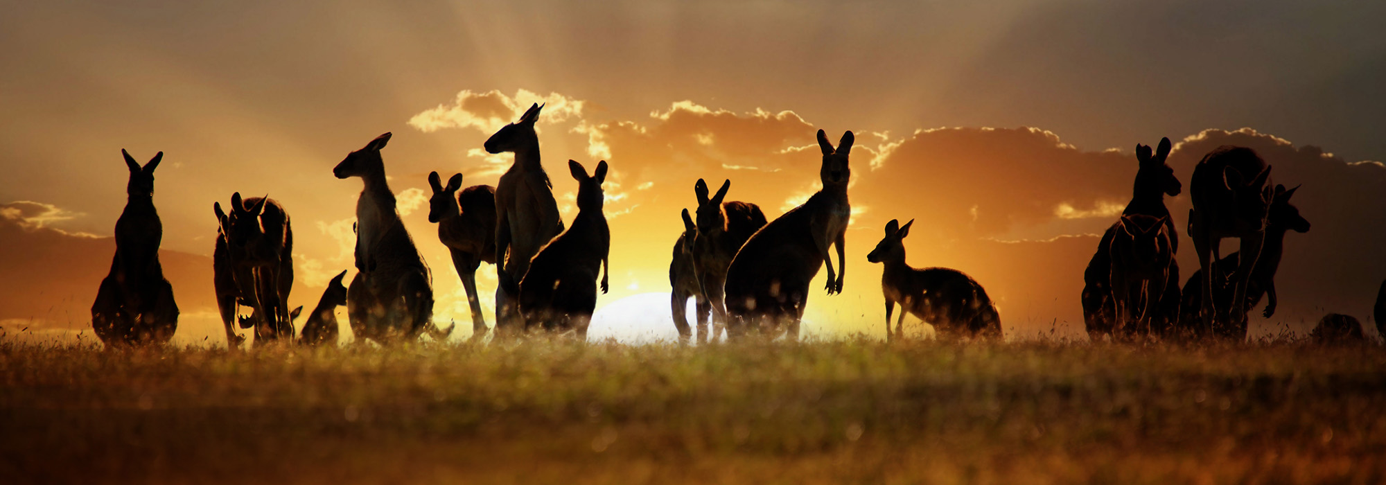 Kangaroos at sunset in Australia