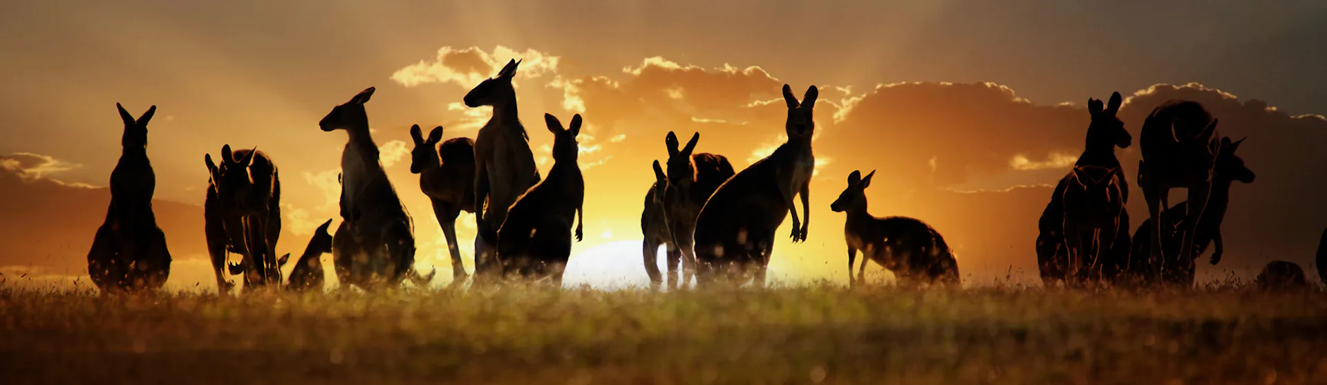 Kangaroos at sunset in Australia