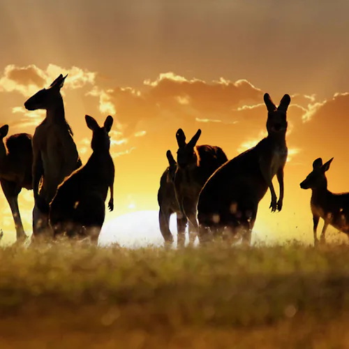Kangaroos at sunset in Australia
