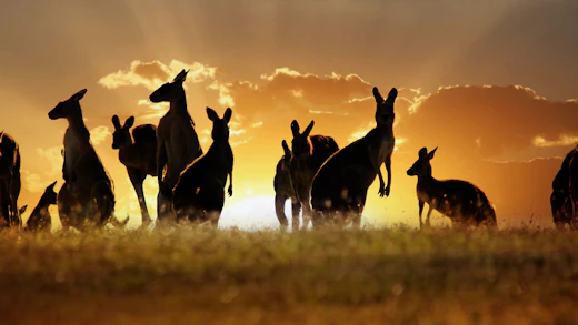 Kangaroos at sunset in Australia