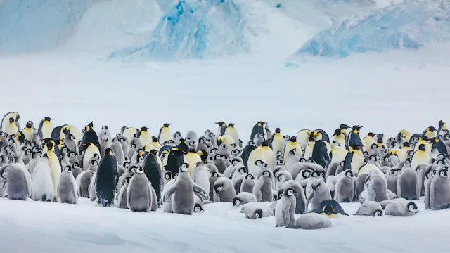 Quark Expeditions - Ultramarine - Helicopter Adventures - Landing on Snow Hill with Emperor Penguins