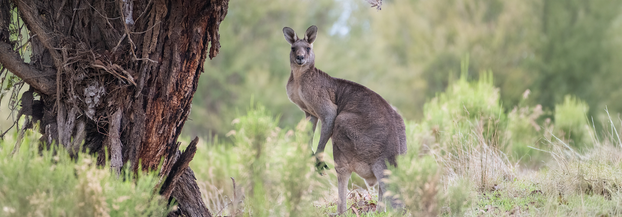 Kangaroo