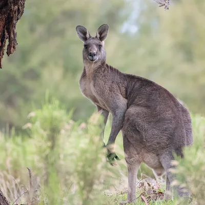 Kangaroo