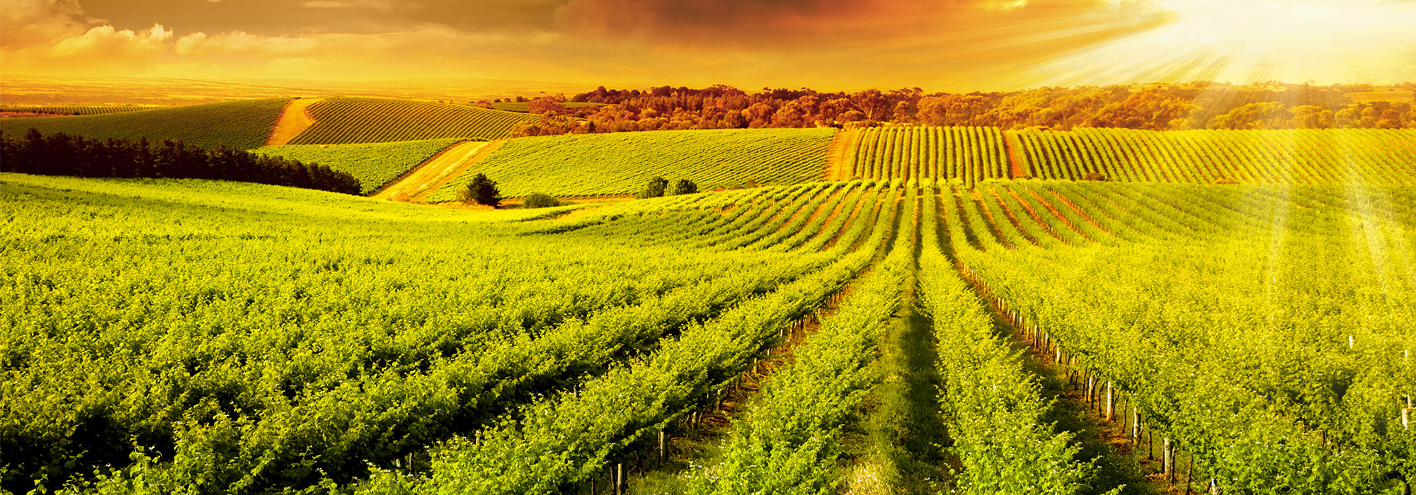 Vineyard in Adelaide