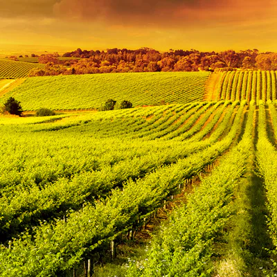 Vineyard in Adelaide