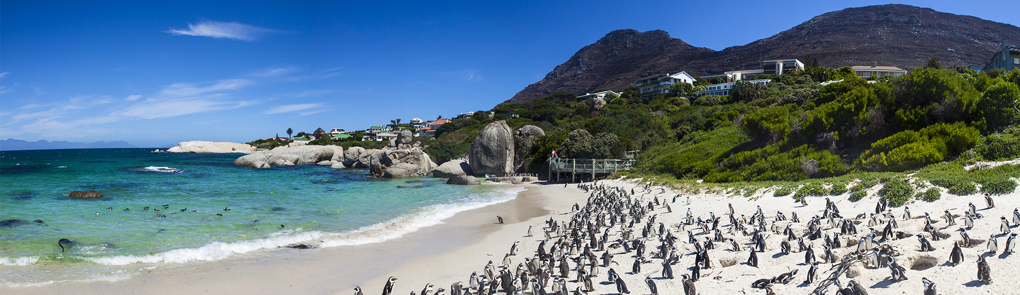 Penguins on Boulders Beach, Cape Town