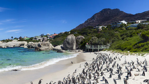 Penguins on Boulders Beach, Cape Town