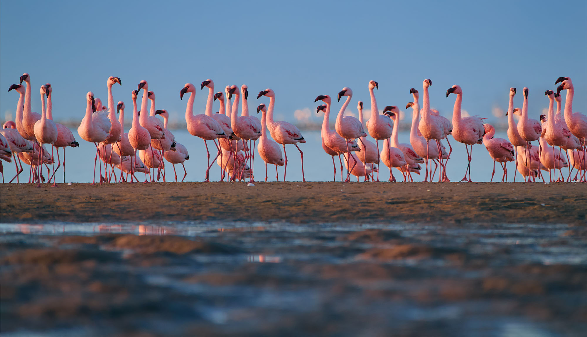 Flamingo, Walvis Bay