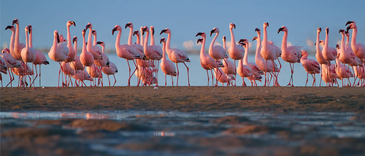 Flamingo, Walvis Bay