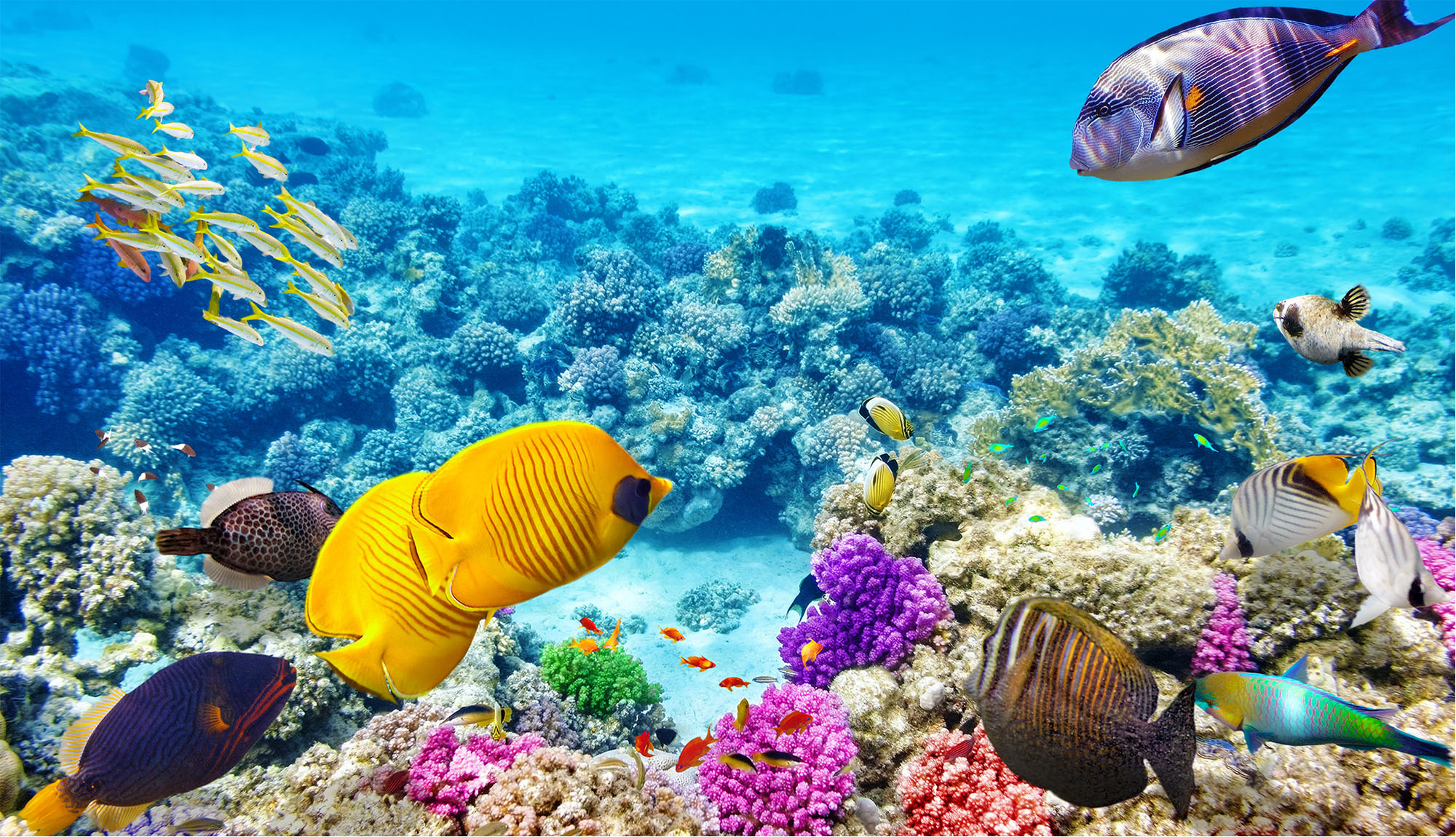 Tropical fish