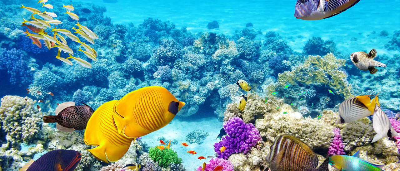Tropical fish