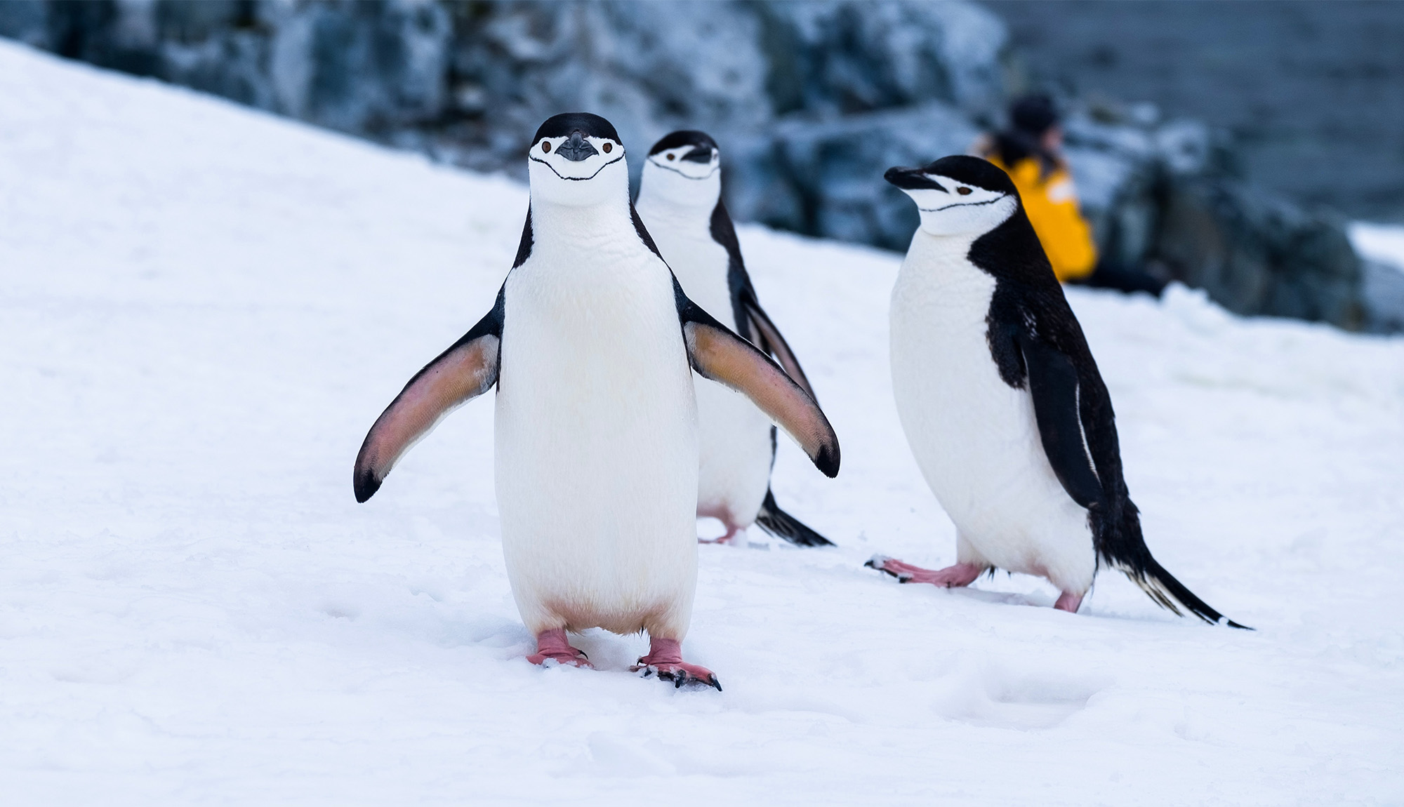 Penguins